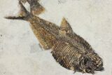 Diplomystus With Cockerellites Fossil Fish - Wyoming #144041-2